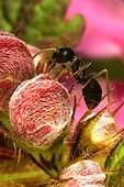 Fourmi Tapinoma sur un bouton floral France ; Colonie : nid au sol contenant jusqu'à 2000 fourmis. Espèce recherchant les milieux à sol sec calcaire ou sableux. Fourmi combative qui arrive à repousser parfois des Formica et qui bat les Lasius.