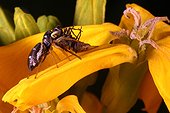 Araignée Saltique et sa proie sur une fleur de Giroflée
