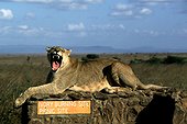 Lionne allongée sur un site de destruction d'ivoire braconné