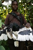 Chasseur avec sa capture un Calao à joues brunes ; De retour de leur chasse de nuit, les chasseurs viennent vendre leurs captures au village. Village de Boje, Cross River State, Nigéria