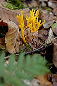 Yellow Staghorn Fungus on stump of a coniferous