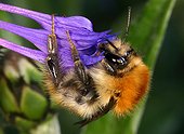 Bourdon roux ouvirère butinant une fleur de Bleuet France