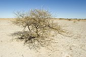 Desert thorny vegetation Botswana