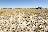 Safari car in savanna Botswana
