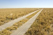 Vehicle track through savanna  Botswana