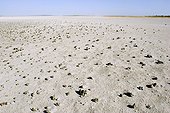 Landscape of a dry salted lake  Botswana