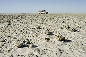 Safari vehicle running on a dry salted lake Botswana