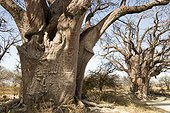 Hold baobabs trees Botswana