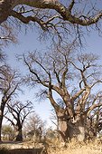Hold baobabs trees Botswana