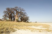 Hold baobabs trees near bare savanna Botswana