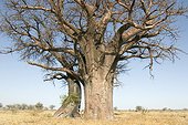 Baobabs trees face to face and intertwining Botswana