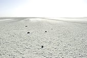 Lunar landscape Salted lake Botswana