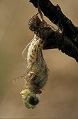 Métamorphose d'une Libellule à 4 tâches ; Lagune de la Lande Girondine<br><br>L'avant du corps, tête en bas, presque hors de la carapace larvaire (exuvie) la libellule est ici, en phase de repos. <br>La larve est aquatique et ne sort de l'eau qu'au moment de la métamorphe vers le stade adulte.