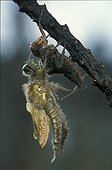 Métamorphose d'une Libellule à 4 tâches ; Lagune de la Lande Girondine. Après s'être redressé l'adulte ou imago s'accroche à sa dépouille larvaire (exuvie). La larve est aquatique et ne sort de l'eau qu'au moment de la métamorphe vers le stade adulte.