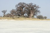 Hold Baobabs trees near a dry salted lake Botswana 
