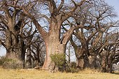 Thicket of hold Baobabs trees Botswana 