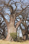 Old Baobabs trees with tortuous branches Botswana 