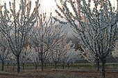 Verger de cerisiers en fleur dans le Luberon ; Production destinée aux fruits confits