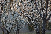 Verger de cerisiers en fleur dans le Luberon ; Production destinée pour faire des fruits confits