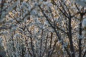 Cerisiers en fleur dans le Luberon ; Production destinée pour faire des fruits confits