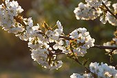Branche d'un Cerisier en fleur dans le Luberon ; Production destinée pour faire des fruits confits