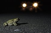 Crapaud des joncs sur une route nationale pendant la nuit ; En période de reproduction. Espèce protégée entre autre par la directive habitats-faune-flore et la convention de Berne
