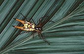 Araignée Micrathena sur une feuille en forêt Nicaragua ; Site : à 30 minutes en aval de la ville d'El Castillo sur le Rio San Juan. 