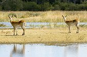 Portrait of two Waterbucks near water Botswana