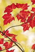 Red Maple leaves in autumn Saguenay Quebec ; Widely grown as an ornamental tree for its bright colors