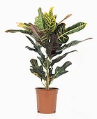 Croton out of pot 