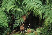Jeune orphelin Chimpanzé caché sous les fougères Gabon ; Sanctuaire de Bakoumba
