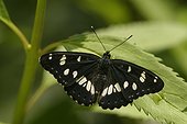 Butterfly on a leaf Dordogne France