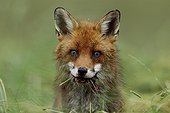 Red fox eating a vole Vosges France 