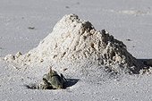 Phantom crab digging its burrow Glorious Islands [AT]