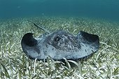 Pastenague américaine posée sur un herbier sous-marin Belize