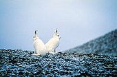 Couple de Lièvres arctiques lors des premières neiges