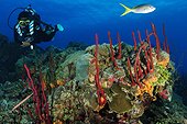 Eponge-cordes érigées plongeur et poisson Belize