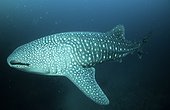Requin baleine nageant dans le grand bleu Colombie ; Ce Requin baleine mesure 10 m de longueur. Son épiderme tacheté mime un banc de petit poissons.