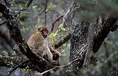 Macaque de Barbarie femelle avec son jeune Moyen Atlas