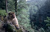 Macaque de Barbarie mâle 