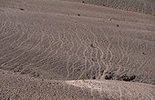 Surpâturage dans le Moyen Atlas Maroc