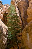 Sapin poussant au fond d'un cayon Bryce Canyon