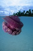 Jellyfish swimming French Polynesia