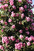 Roses de couleur rose dans un jardin