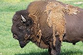 Bison d'Amérique mâle en élevage perdant son pelage d'hiver
