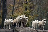 Meute de Loups en observation sur un rocher ; L'auteur n'a pu déterminer s'il s'agissait de Loup de l'Arctique ou du Loup du Canada. Les populations du Bhutan, de l'Inde, du Népal et du Pakistan sont classées en Annexe 1 de la CITES alors que les autres sont classées en Annexe 2.