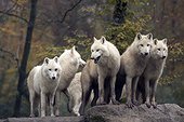 Meute de Loups en observation sur un rocher ; L'auteur n'a pu déterminer s'il s'agissait de Loup de l'Arctique ou du Loup du Canada. Les populations du Bhutan, de l'Inde, du Népal et du Pakistan sont classées en Annexe 1 de la CITES alors que les autres sont classées en Annexe 2.