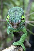 Parson's chameleon walking on a branch Madagascar