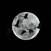 Dendrocygnes veufs pris à contre-lune Madagascar ; Vol de dendrocygnes de nuit, Madagascar.