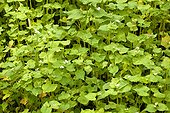 Buckwheat used as green manure 